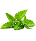 Peppermint Leaves